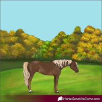 Horse Color:Chocolate Palomino 