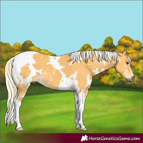 Horse Color:White Spotted Palomino Tobiano 