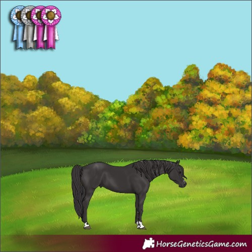 Horse Color:Smoky Black 