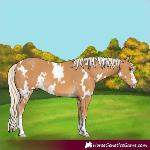 Horse Color:White Spotted Palomino 