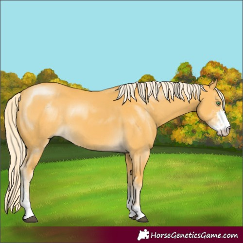 Horse Color:Palomino Sabino