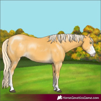 Horse Color:Palomino Sabino
