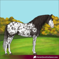 Horse Color:Liver Chestnut Sabino Splash Appaloosa  and Liver Chestnut Sabino Splash Appaloosa 