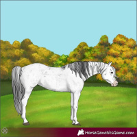Horse Color:Black Sabino Splash Appaloosa  and Black Sabino Splash Appaloosa 