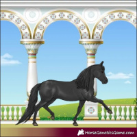 Horse Color:Black 