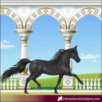 Horse Color:Black 