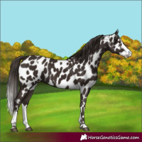 Horse Color:Liver Chestnut Sabino Splash Appaloosa  and Liver Chestnut Sabino Splash Appaloosa 