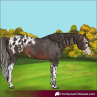 Horse Color:Brown Sabino Splash Blanket  and Liver Chestnut Sabino Splash Blanket 