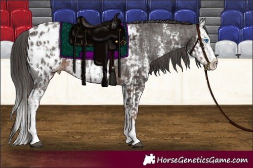 Horse Color:Liver Chestnut Sabino Splash Appaloosa and Liver Chestnut Sabino Splash Appaloosa