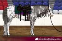 Horse Color:Liver Chestnut Sabino Splash Appaloosa  and Liver Chestnut Sabino Splash Appaloosa 