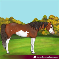 Horse Color:Bay Splash Frame