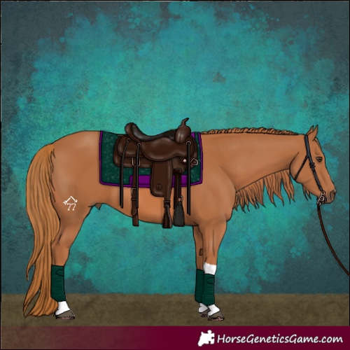 Horse Color:Chestnut Tobiano 