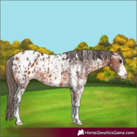 Horse Color:Bay Sabino Splash Appaloosa and Bay Sabino Splash Appaloosa