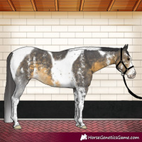 Horse Color:Buckskin Sabino Tobiano 