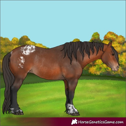 Horse Color:Bay Rabicano and Bay Appaloosa Rabicano