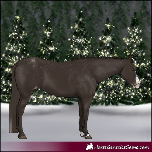 Horse Color:Liver Chestnut Sabino Splash Appaloosa  and Liver Chestnut Sabino Splash Appaloosa 