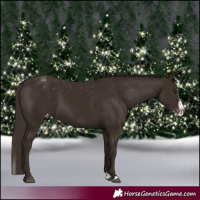 Horse Color:Liver Chestnut Sabino Splash Appaloosa  and Liver Chestnut Sabino Splash Appaloosa 