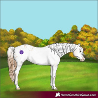 Horse Color:Red Dun Frame Appaloosa  and Red Dun Frame Appaloosa 