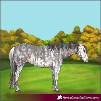 Horse Color:Brown Sabino Splash Appaloosa  and Black Sabino Splash Appaloosa 