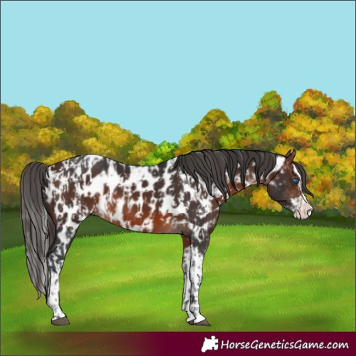 Horse Color:Brown Sabino Splash Appaloosa  and Brown Sabino Splash Appaloosa 