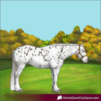 Horse Color:Liver Chestnut Sabino Splash Appaloosa and Liver Chestnut Sabino Splash Appaloosa
