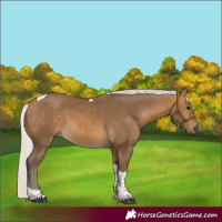 Horse Color:Silver Buckskin Tobiano 