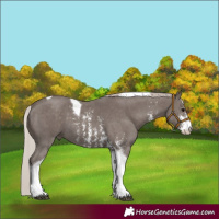 Horse Color:Silver Black Sabino Tobiano