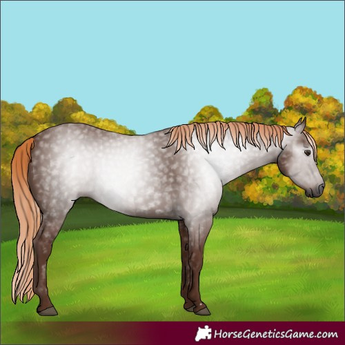 Horse Color:Gray Chestnut 