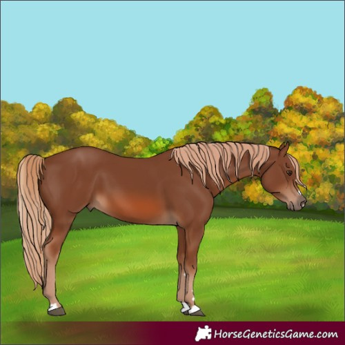 Horse Color:Chestnut 