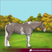 Horse Color:Silver Black Sabino Tobiano