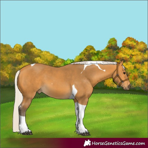 Horse Color:Silver Buckskin Tobiano 