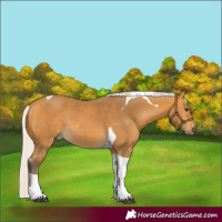 Horse Color:Silver Buckskin Tobiano 