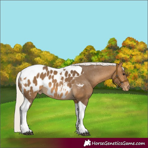 Horse Color:Silver Buckskin Tobiano Appaloosa 