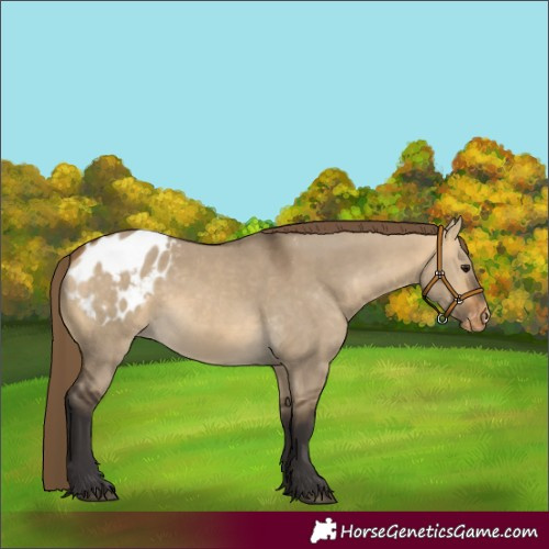 Horse Color:Buckskin Dun Appaloosa 