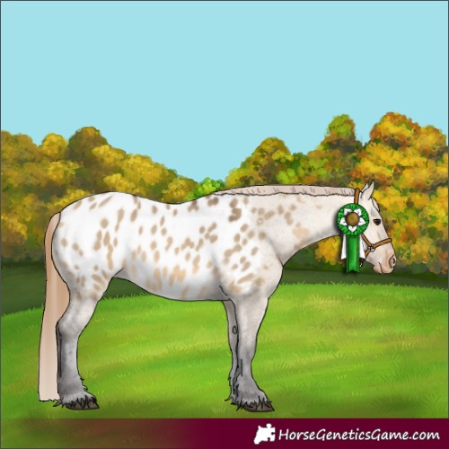 Horse Color:Buckskin Dun Near Leopard 