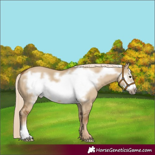 Horse Color:Chocolate Palomino Dun Frame 