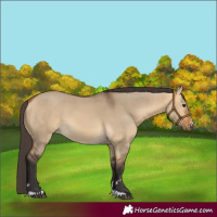 Horse Color:Buckskin Dun