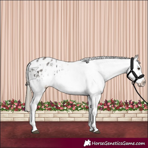 Horse Color:Liver Chestnut Sabino Splash Appaloosa  and Liver Chestnut Sabino Splash Appaloosa 