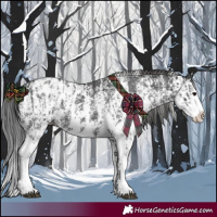 Horse Color:Black Sabino Splash Appaloosa and Black Sabino Splash Appaloosa