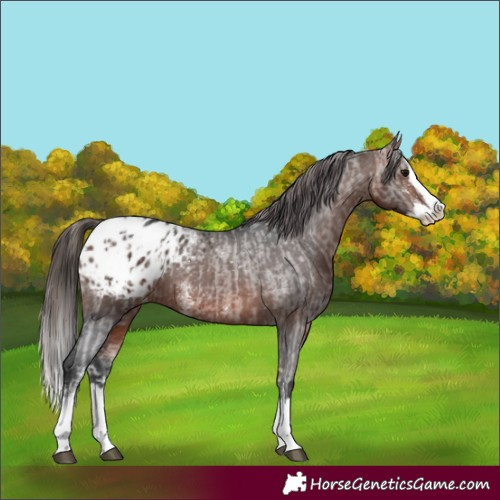 Horse Color:Bay Sabino Splash Appaloosa  and Bay Sabino Splash Appaloosa 