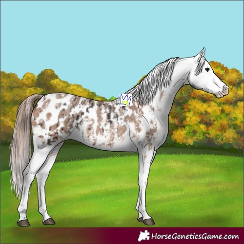 Horse Color:Brown Sabino Splash Appaloosa  and Sable Champagne Sabino Splash Appaloosa 