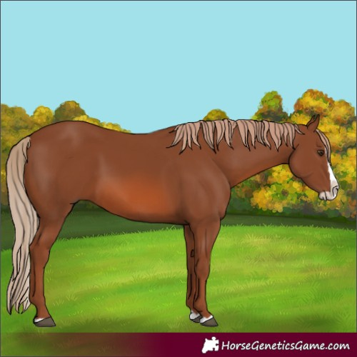 Horse Color:Chestnut Splash 