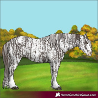 Horse Color:Liver Chestnut Sabino Splash Appaloosa  and White Spotted Liver Chestnut Sabino Splash Appaloosa 
