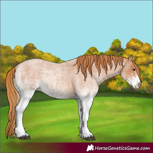 Horse Color:White Spotted Red Roan
