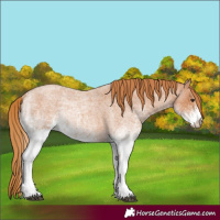 Horse Color:White Spotted Red Roan 