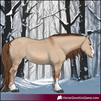 Horse Color:Red Dun 
