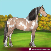 Horse Color:White Spotted Amber Champagne 