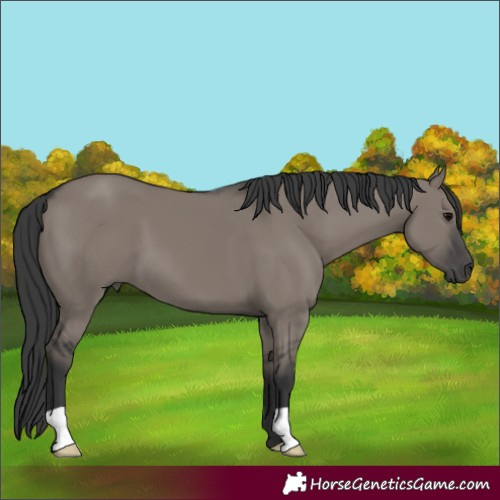 Horse Color:Grullo 
