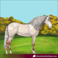 Horse Color:White Spotted Silver Classic Champagne Dun Sabino Rabicano 