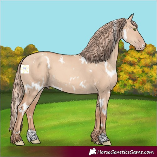 Horse Color:White Spotted Gold Champagne Dun 